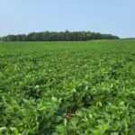 Soybean field