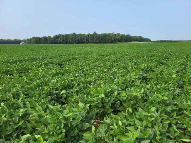 Soybean field